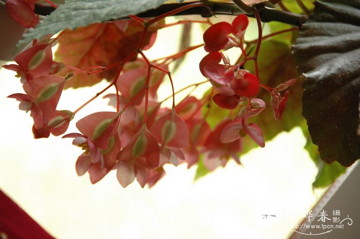 银星秋海棠Begonia × albopicta