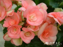 丽格秋海棠Begonia elatior