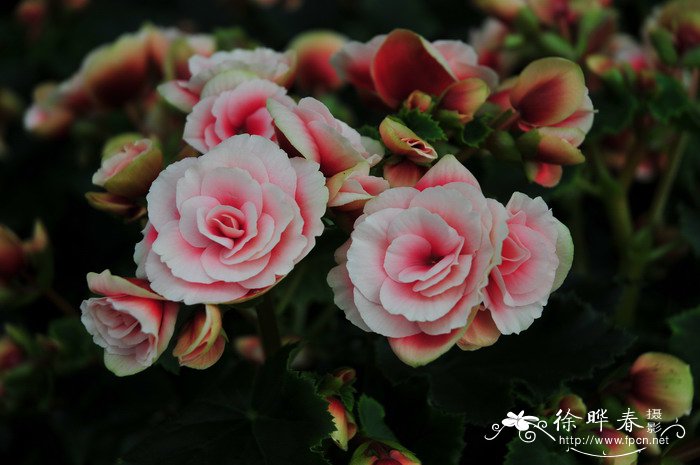 丽格秋海棠Begonia elatior