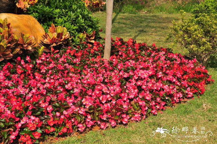 四季秋海棠Begonia cucullata