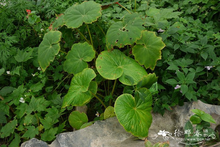 峨眉秋海棠Begonia emeiensis