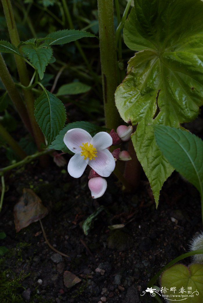 峨眉秋海棠Begonia emeiensis