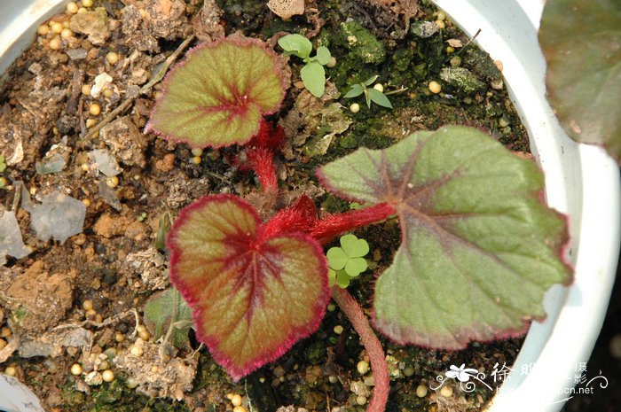 水鸭脚Begonia formosana