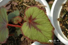 水鸭脚Begonia formosana