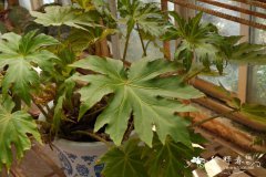 异叶秋海棠Begonia gracilis