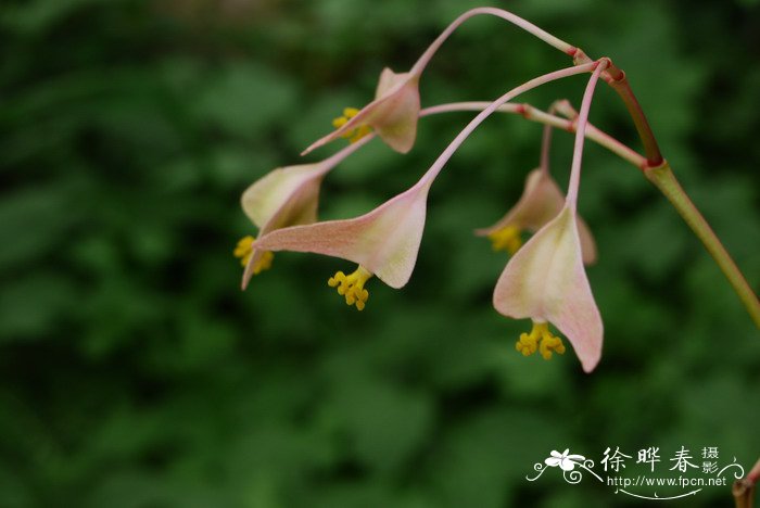 中华秋海棠Begonia grandis var. sinensis