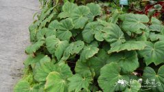 白芷叶秋海棠Begonia heracleifolia