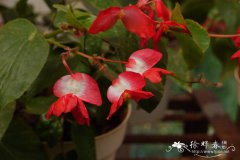 龙翅秋海棠Begonia hybrida