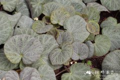 地毡秋海棠Begonia imperialis