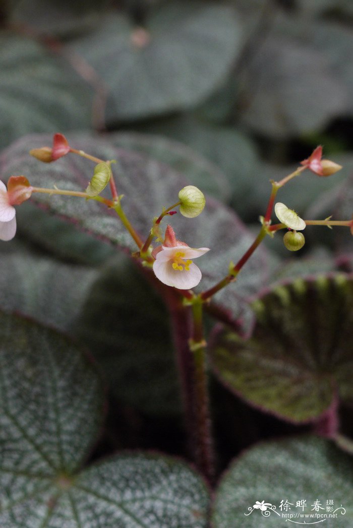 地毡秋海棠Begonia imperialis