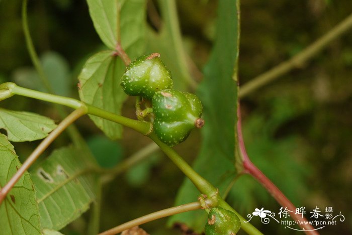 粗喙秋海棠Begonia longifolia