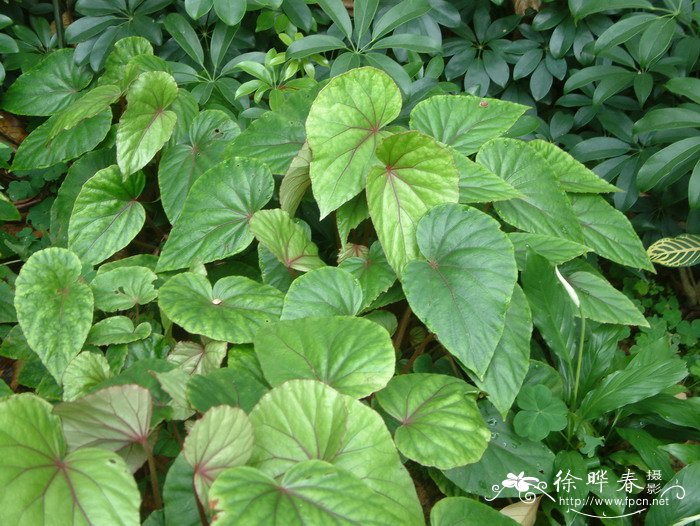 团扇秋海棠Begonia leprosa