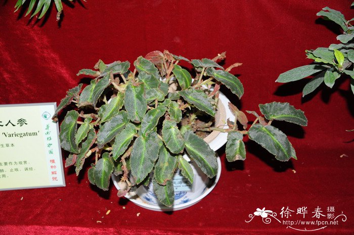 蕺叶秋海棠Begonia limprichtii