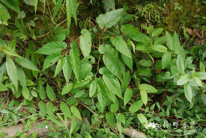 粗喙秋海棠Begonia longifolia