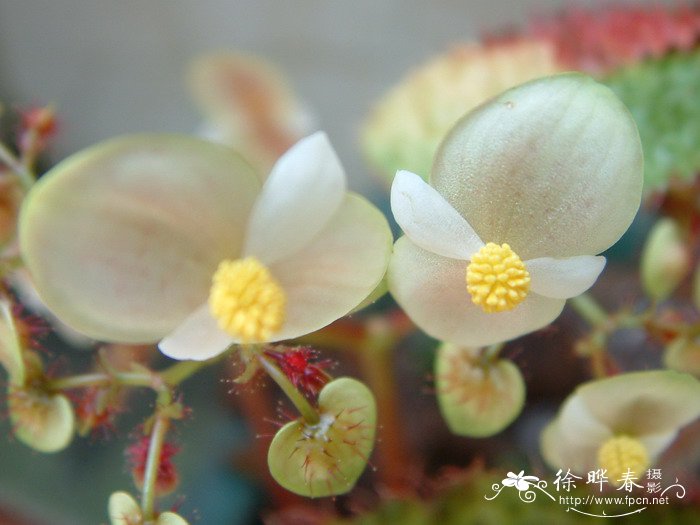 铁十字秋海棠Begonia masoniana