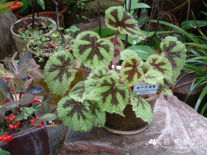 铁十字秋海棠Begonia masoniana