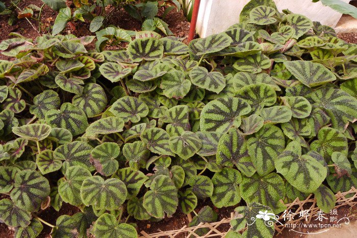 铁十字秋海棠Begonia masoniana