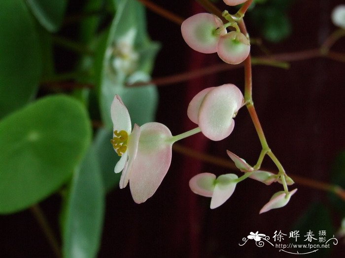 盾叶秋海棠Begonia peltatifolia