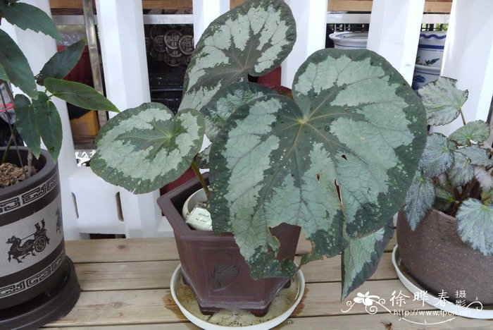 蟆叶秋海棠Begonia rex