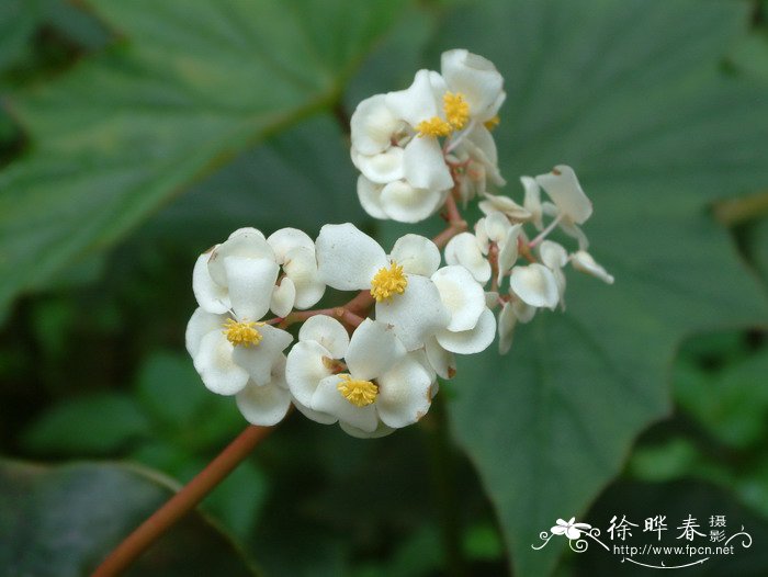 牛耳秋海棠Begonia sanguinea