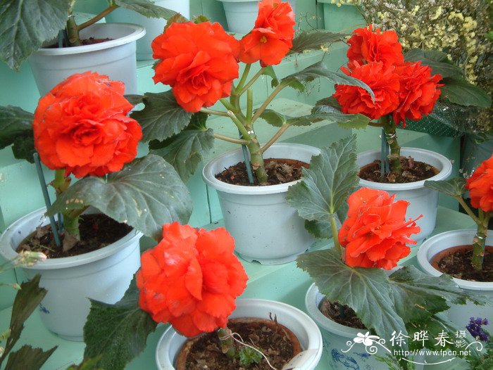 金正日花Begonia x tuberhybrida 'Kimjongilhwa'