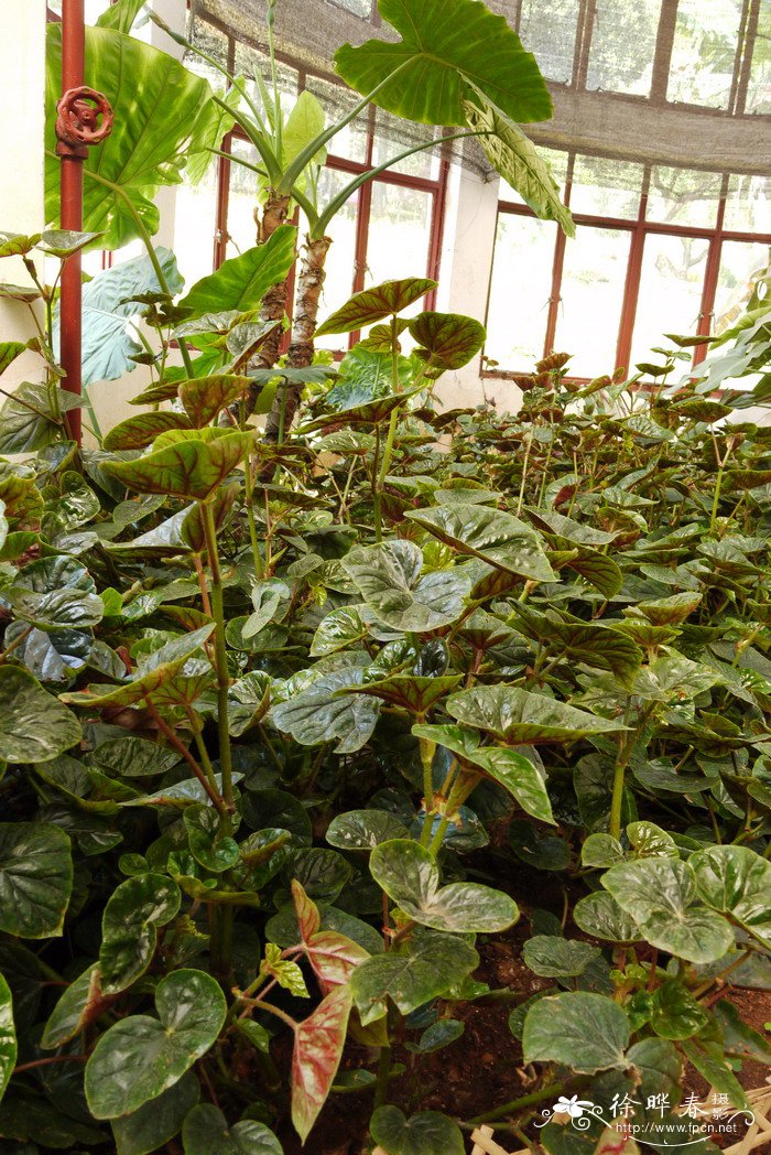 红筋秋海棠Begonia scharffii