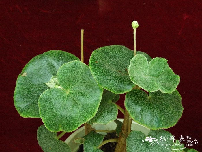 有脉秋海棠Begonia venosa