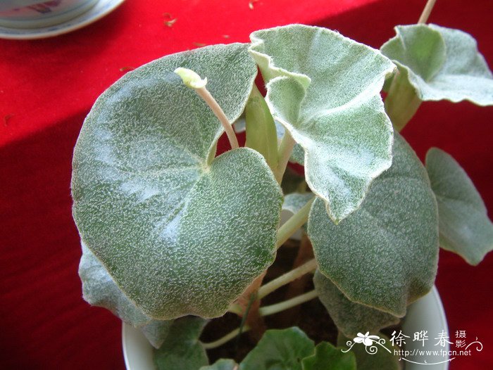 有脉秋海棠Begonia venosa