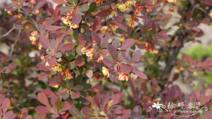 ‘玫红光辉’日本小檗Berberis thunbergii 'Rose Glow'