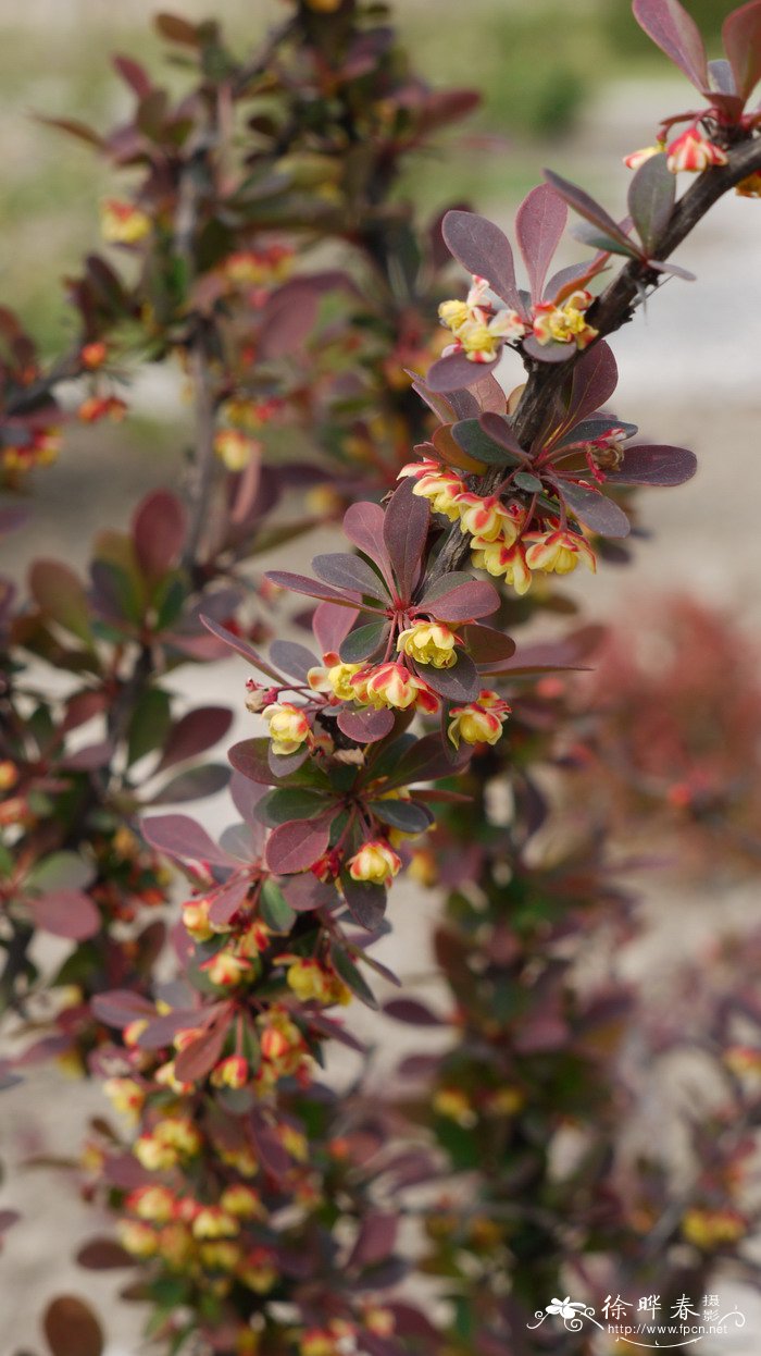 ‘玫红光辉’日本小檗Berberis thunbergii 'Rose Glow'