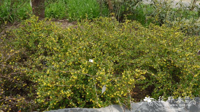 ‘帕克维’中间小檗Berberis × media 'Parkjuweel'