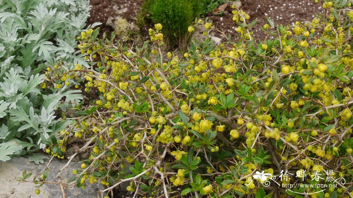 '苔思塔'福瑞卡小檗Berberis × frikartii 'Telstar'