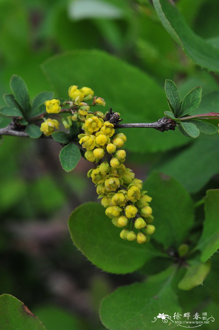 大叶小檗Berberis ferdinandi-coburgii