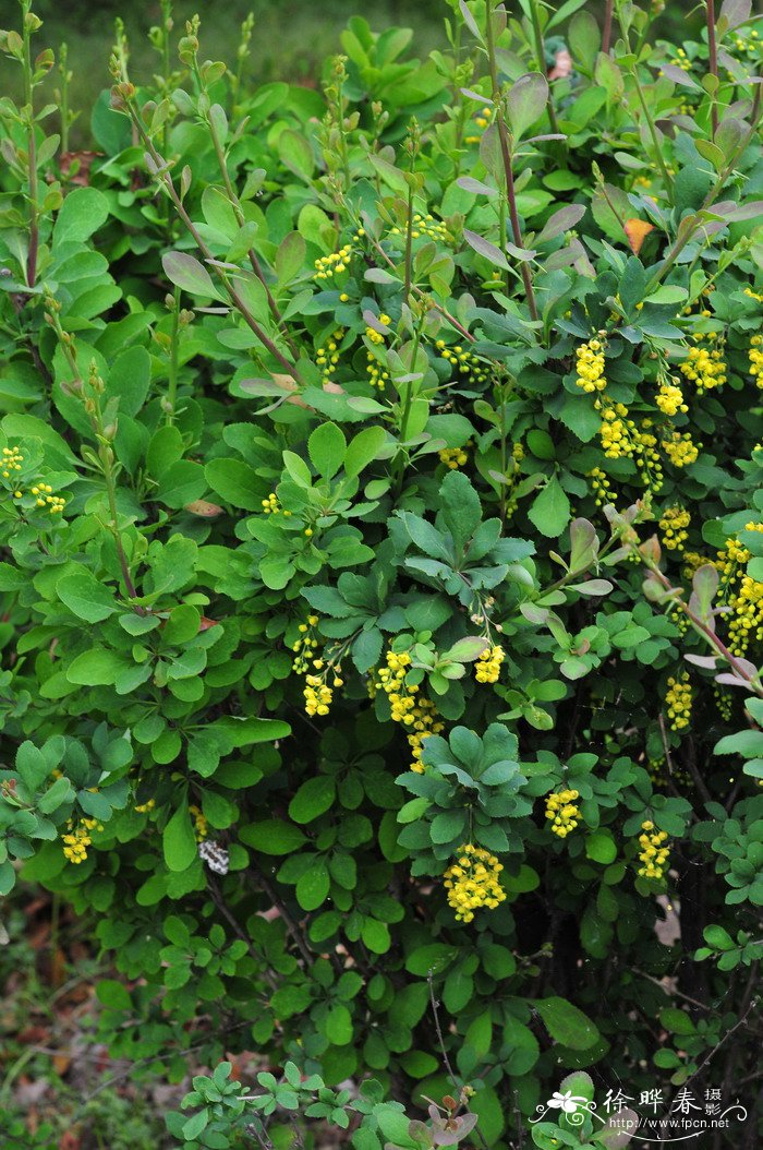 大叶小檗Berberis ferdinandi-coburgii