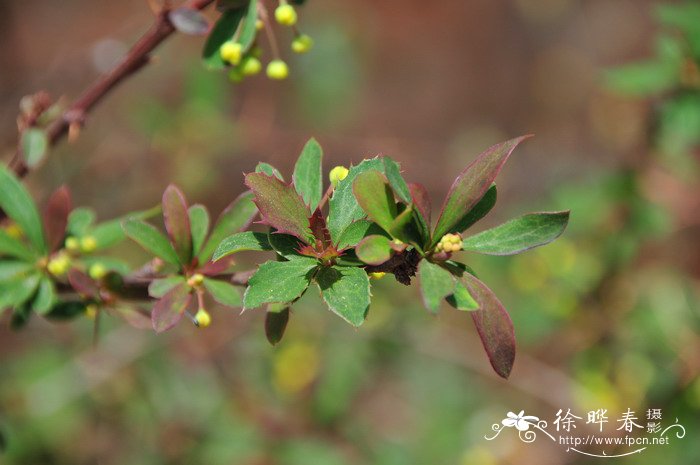 堆花小檗Berberis aggregata