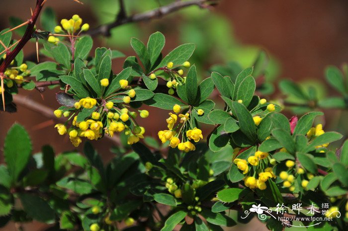 堆花小檗Berberis aggregata