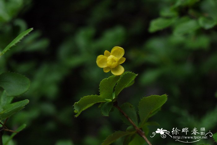 秦岭小檗Berberis circumserrata