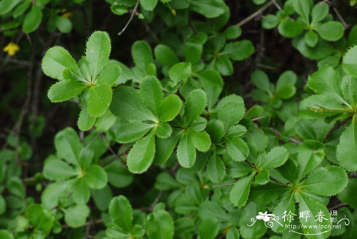 秦岭小檗Berberis circumserrata