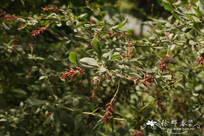 涝峪小檗Berberis gilgiana