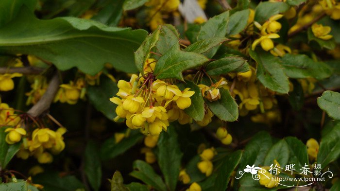 ‘威廉姆’小檗Berberis gladwynensis ‘William Penn’