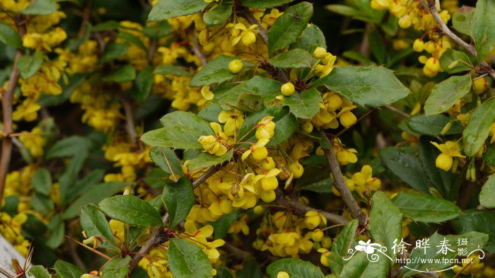 ‘威廉姆’小檗Berberis gladwynensis ‘William Penn’