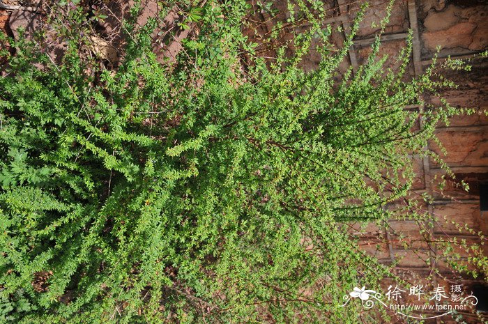 川滇小檗Berberis jamesiana
