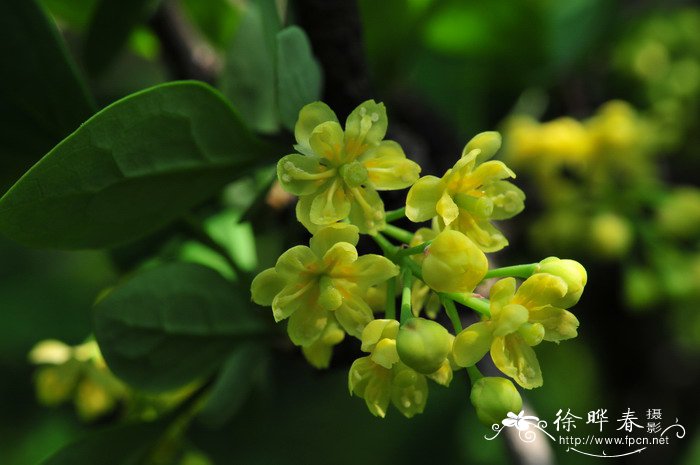 昆明小檗Berberis kunmingensis