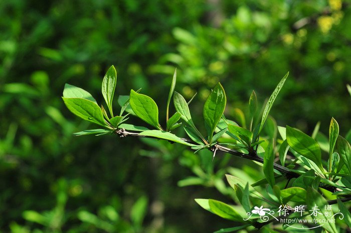 昆明小檗Berberis kunmingensis