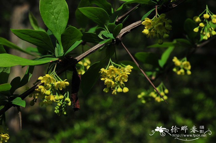 昆明小檗Berberis kunmingensis