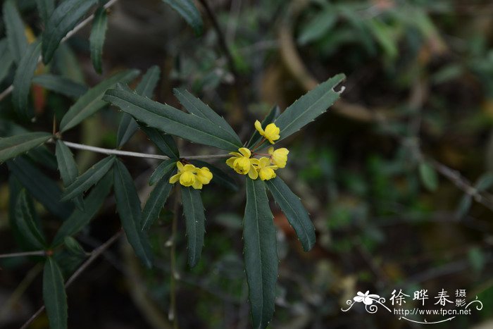 假蚝猪刺Berberis soulieana