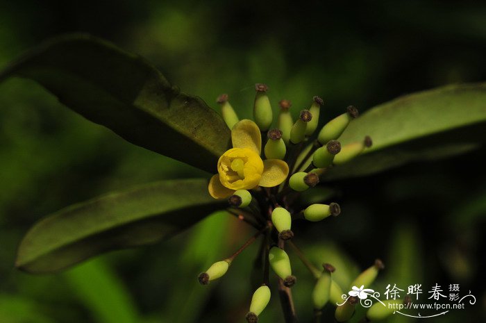 长柱小檗Berberis lempergiana