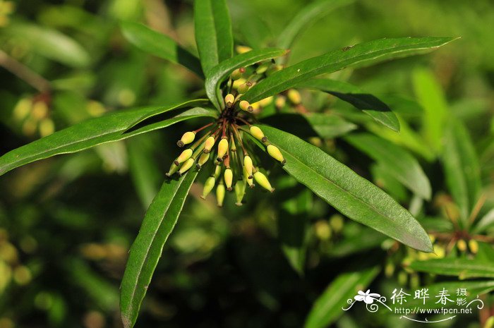 长柱小檗Berberis lempergiana