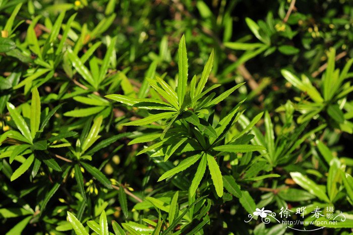 长柱小檗Berberis lempergiana