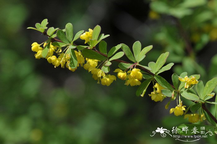 藏小檗Berberis thibetica